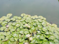 -东梓关景区村庄