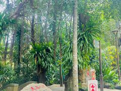 -深圳仙湖植物园