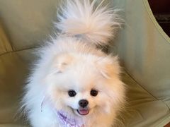 -美联众合动物医院·24h转诊中心