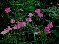 -南京市无想山景区