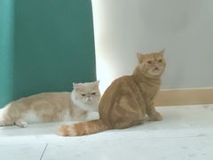 -飞行喵MR PILOT|猫舍·猫咖(静安大融城店)