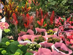 -双季花艺园艺市场(浦东店)