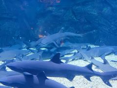 -烟台海昌鲸鲨海洋公园