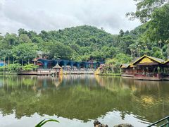 -西双版纳原始森林公园