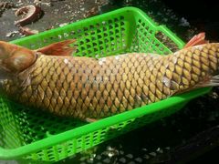 -庆岭迎宾园正宗活鱼馆