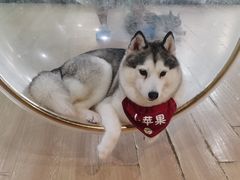 -Husky Go! 哈士奇体验馆·宠物咖啡厅狗咖