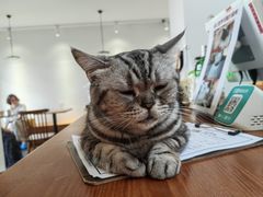 -有猫主题·治愈系猫咖(曾厝垵店)