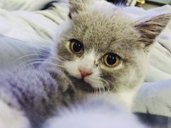 -喵zoo家庭繁育猫舍(尖东智能花园店)