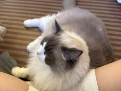 -MOCHA明星猫咖(田子坊店)