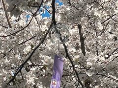 -高东镇樱花园