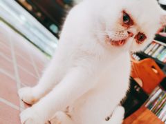-吉丁鸟咖·异宠·寄养