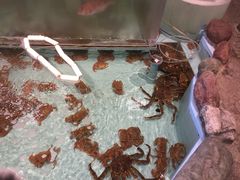 -札幌かに本家(福岡那の川店)