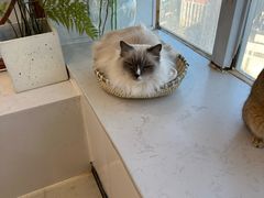 -共舞时光猫咖·狗咖(新街口店)