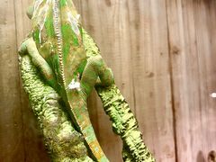 -上海大自然野生昆虫馆