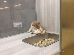 -飞行喵MR PILOT|猫舍·猫咖(静安大融城店)