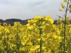 -田园东方蜜桃村的田野营地