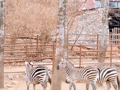 -大连森林动物园