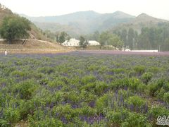 -紫海香堤香草艺术庄园