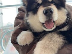 -帕帕拉兹宠物(亚洲旗舰店)