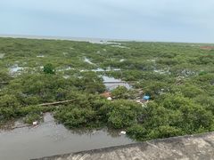 -北海金海湾红树林生态旅游区