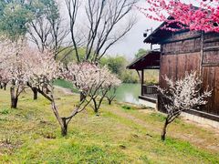 -西溪国家湿地公园