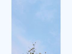 -香雪海