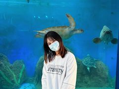 -广东惠东海龟国家级自然保护区