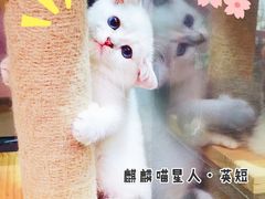 -70cat德文卷毛猫·缅因猫纯种猫舍