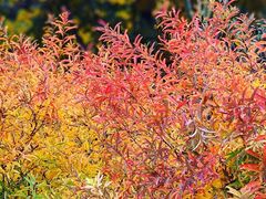 -北京西山国家森林公园