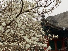 -颐和园