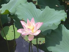 -荔湾湖公园