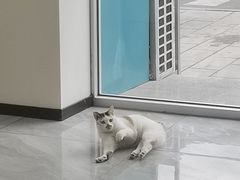 -德元·美联众合24小时动物医院(总院)