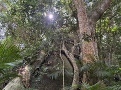 -海南霸王岭国家森林公园