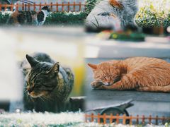 -西园寺