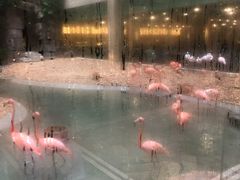火烈鸟-白虎自助餐厅·真老虎·景观自助餐厅(广州长隆酒店)
