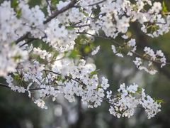 -上海滨江森林公园