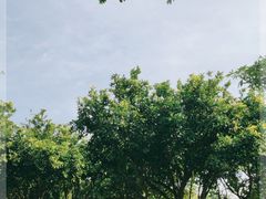 -万绿园