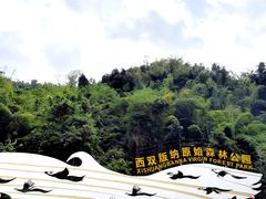 -西双版纳原始森林公园