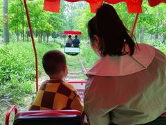 -合肥滨湖国家森林公园