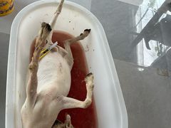 -马陆小张葡萄园农家乐