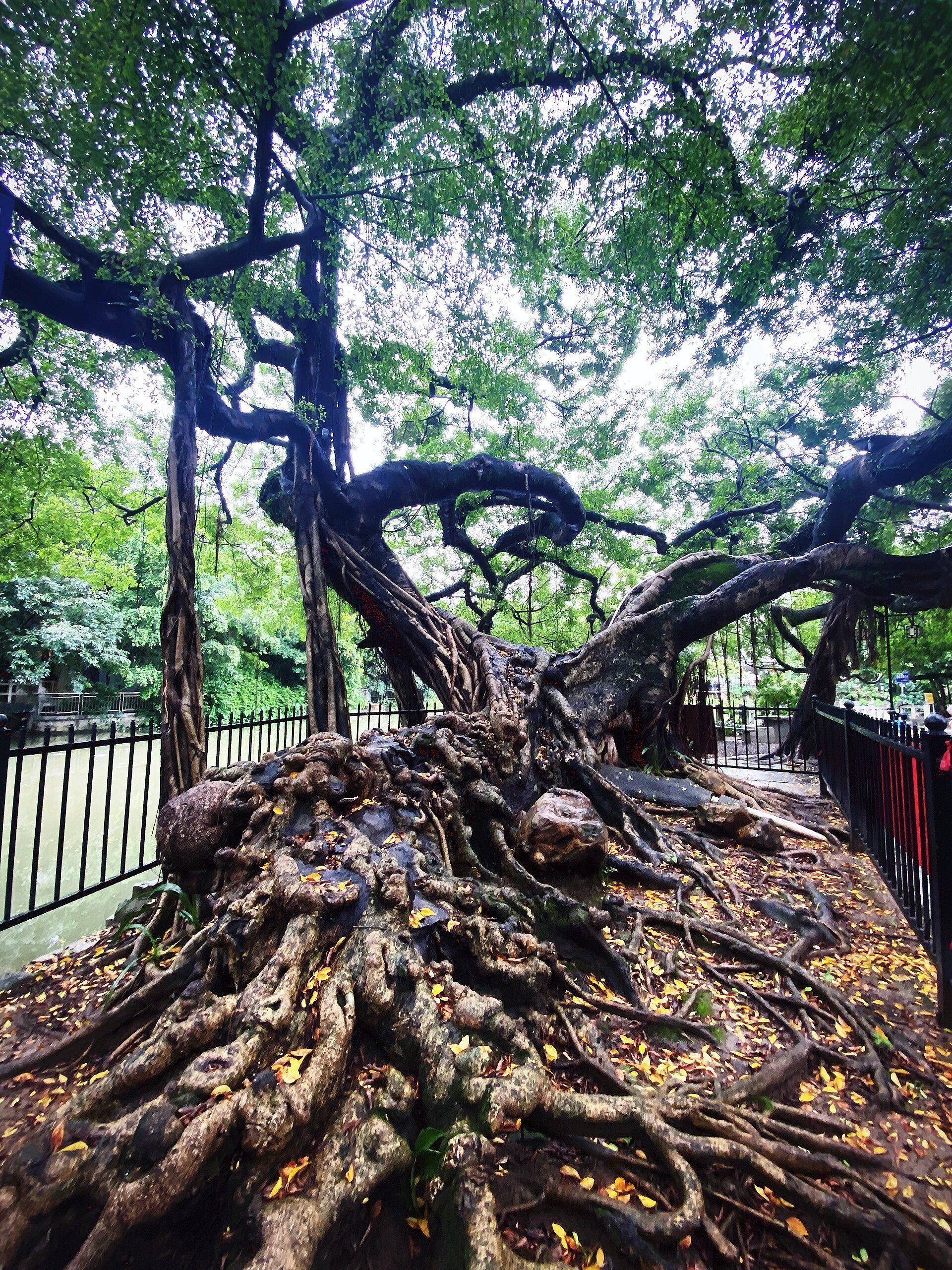 94广州小洲村,一个极具岭南水乡特色的古村寨,也是艺术家的聚居地