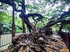 -小洲村
