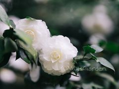 -南山植物园