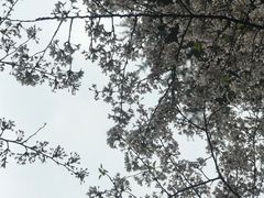 -武汉大学-樱园