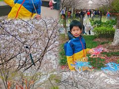 -高东镇樱花园