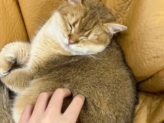 -逗柴咖啡屋·狗咖猫咖宠物桌游