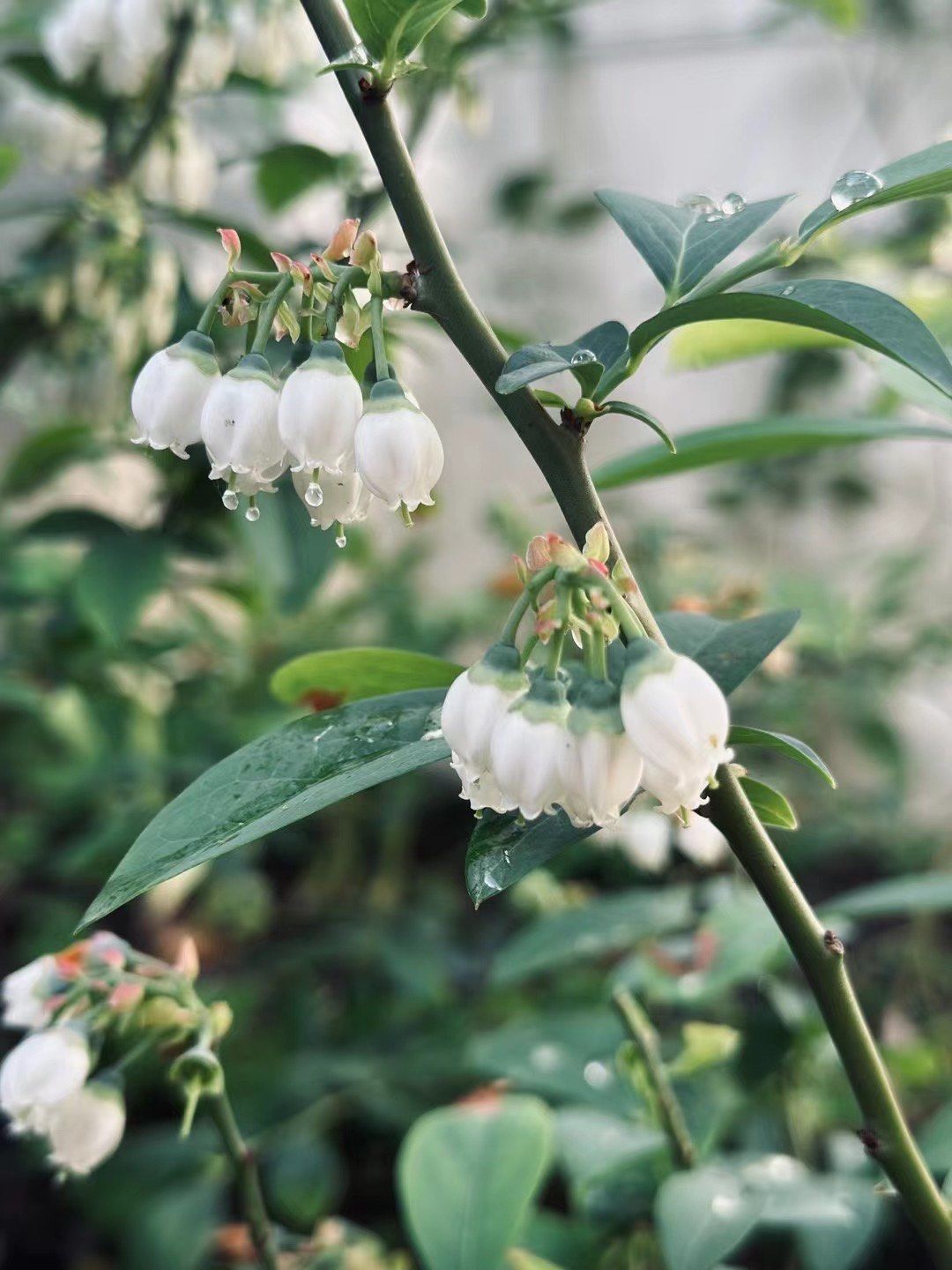 蓝莓花好看又好吃,有它在要什么铃兰啊