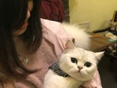 -猫色咖啡·猫咖