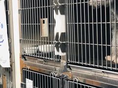 -博特宠物医院24h犬猫全科.骨科·异宠