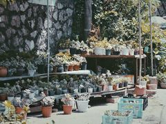 -桂林市花鸟市场